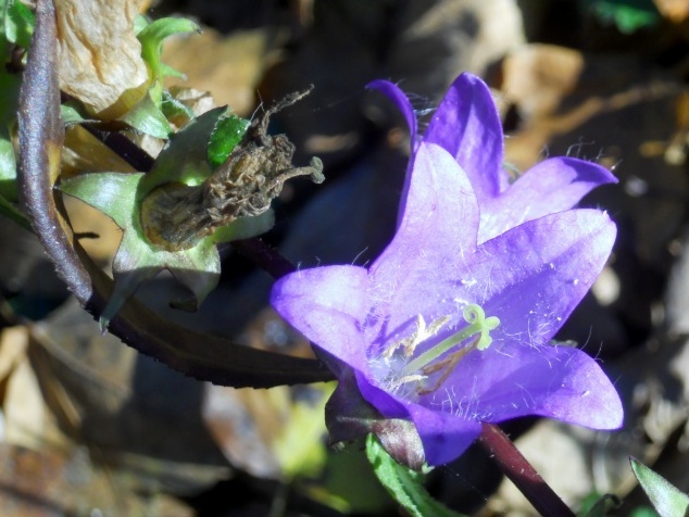 Campanula trachelium